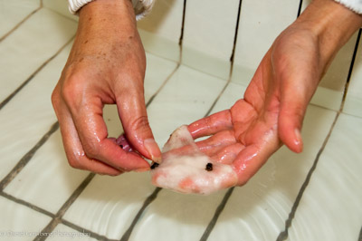 Silk and larva after separating cocoons.