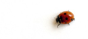 Ladybug_6D300
